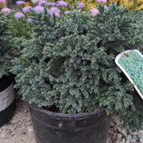 Blue Star Juniper