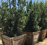 10 Bay Laurel Cuttings (Laurus nobilis) | Sweet Bay Herb Unrooted Starter Plants for Culinary & Aromatic Use