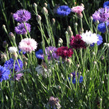 Bachelor Buttons Seed Pack