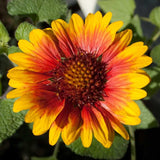 Blanketflower (pack)
