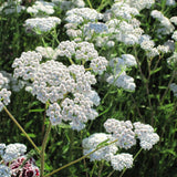 Yarrow, White (1/4 lb)