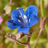 California Blue Bells (pack)