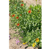 California Perennial Wildflower Mix (pack)