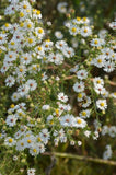 100 Symphyotrichum pilosus Seeds | Heath Aster | Frost Aster | Native Perennial Wildflower | Pollinator-Friendly Garden Plant