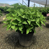 Endless Summer® The Original Hydrangea