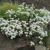Snowsurfer™ Candytuft