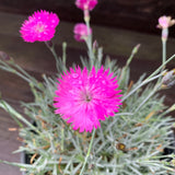 Firewitch Dianthus, Cheddar Pink