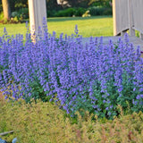 Cat's Meow Catmint