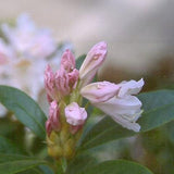 Cunningham's White Rhododendron