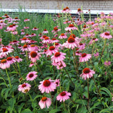 Magnus Echinacea, Coneflower