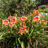 Strawberry Candy Daylily