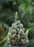 Fairytale Cactus Top Cutting - 9-12" Rooted Rare Cactus, Fast-Growing, Drought-Tolerant, Air-Purifying, Showy Blooms, Indoor/Outdoor Plant