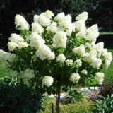 Hydrangea Limelight Rooted Cuttings - 6 Healthy 6-10 Inch Cuttings, White Blooms, Fast Growth, Heat Resistant, USDA Zones 3-9