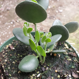Xerosicyos danguyi Plant, Silver Dollar Vine, 4" Potted Cutting, Succulent Climber, USDA Zones 10-11