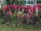 Red Ti Leaf Cuttings (3) - 6 Inch Starter Logs - Cordyline fruticosa - Hawaiian Grown