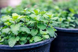100 Peppermint Seeds | Mentha × piperita | Non-GMO Culinary Herb for Tea, Baking & Gardens | Perennial Mint for Containers or Beds