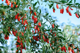 Goji Berry Plants (3 Bare Root) + Cuttings (3) - Lycium barbarum - Fruit July-Oct