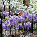 4 Wisteria Vines Blue Moon Fresh Unrooted Cuttings (Wisteria macrostachya) DIY Flowering Vine - Propagate Beautiful Blooms