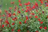 Organic Red Autumn Sage Cuttings - 15 Pcs, Salvia greggii, Drought & Frost Tolerant, Hummingbird Magnet, Culinary Herb, USA Grown, Guaranteed