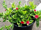 Aptenia Cordifolia Cuttings | 20 Red Apple Ice Plant | Baby Sun Rose | Succulent Groundcover | Drought Tolerant