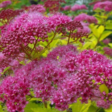 10 Magic Carpet Spirea Cuttings - Unrooted 6-8" | Easy to Grow, Colorful Shrub