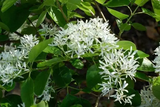 Fringe Tree Cuttings (5+) - Chionanthus virginicus - Native Flowering Shrub