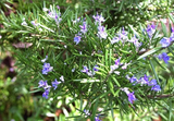Rosemary Cuttings - 6 Live 4-6" Cuttings, Rosmarinus officinalis, Herb Propagation
