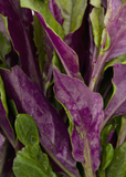 3 Okinawa Spinach Plants - Gynura crepioides | Live Starter Perennial | Edible Garden Green for Warm Climates & Containers