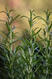 15 Organic Rosemary Herb Plant Cuttings, Rosmarinus Officinalis, Unrooted 10" Each, Fresh Culinary Herb for Propagation, Easy to Grow