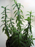5 Pereskiopsis Spathulata Cuttings 2-4" Grafting Stock Cactus Rooting Starter Plants
