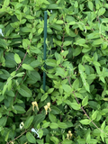 Lonicera japonica Cuttings - 4 Count - Hal's Honeysuckle - Unrooted Vines