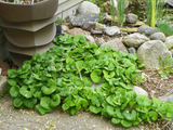 10 Wild Ginger Plants - Bare Root Asarum canadense | Native Woodland Wildflower | Shade-Loving Perennial Ground Cover