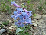 100 mg Seeds Penstemon Nitidus (Waxleaf Beardtongue) for Planting | Drought-Tolerant Perennial Wildflower for Gardens & Pollinator Habitats