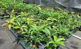 Osmanthus fragrans Apricot Echo Starter Plant Fragrant Tea Olive Rooted Shrub