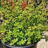 Portulacaria afra Cuttings, 15 Stem Pieces, Elephant Bush Succulent, Drought Tolerant, USDA Zones 9-11