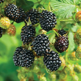 5 Blackberry Scion Unrooted Cuttings (Rubus fruticosus), Perfect for Rooting or Grafting, Hardy Fruit Plant