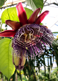 1 Giant Granadilla Passion Fruit Live Starter Plant | Passiflora Ligularis, Sweet & Tropical Fruit, Hardy Vine for Gardens or Containers