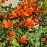 Bougainvillea Orange King Live Plant 1-2 Ft Tall Orange Blooms USDA Zones 9-11