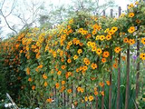 100 Black Eyed Susan Vine Seeds | Thunbergia alata | Exotic Climbing Flower | Non-GMO Seeds for Vertical Gardens & Trellises