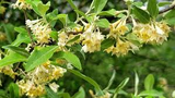 Elaeagnus multiflora Cuttings - 4 Count - Goumi Shrub - Nitrogen Fixing Plant