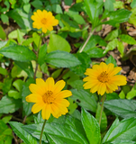 Wedelia Trilobata Cuttings, 12 Rooted Vine Starts, Yellow-Orange Flowers, Ground Cover Plant, USDA Zones 8-11