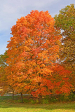 8 Fresh Cut Sugar Maple Tree Unrooted Cuttings - Acer saccharum, Sugar Maple Scions for Grafting, Tree Propagation, Hardy Tree Cuttings