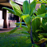 10 Hawaiian Green Ti Leaf Fresh Cuttings - 6" Starter Logs - Cordyline fruticosa, Tropical Plant, Ornamental, Easy to Grow, Exotic Plant