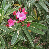 SUPER RARE Oleander 'Nerium' – 5 Fresh Cuttings for Rooting or Grafting | Fragrant Flowering Shrub