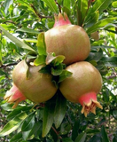 10 Rare Organic White Pomegranate Unrooted Cuttings 8-10" - Punica Granatum - Unique Fruit Tree for Propagation & Garden