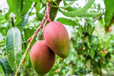 5 RED MANGO Fruit Tree Scion Unrooted Cuttings for Rooting or Grafting - Mangifera indica, Tropical Fruit, Sweet Red Mango