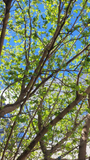 Pakistan White Mulberry Cuttings (10) - Morus alba - 6-8" Grafting/Rooting - Zones 5-9
