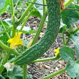 60 Seeds Asian Suyo Long Cucumber - Heirloom Non-GMO - High Yield China Long Hybrid - Sweet & Crisp - Great for Greenhouses, Gardens