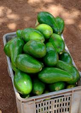 2 Full Florida Avocado Unrooted Cuttings for Grafting - Persea americana Choquet - Grows Huge Fruit - Perfect for Backyard Garden