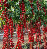 200 Seeds Waterfall Tomato - Heirloom, Non-GMO, High-Yield Cherry Tomato - Sweet & Juicy - Perfect for Gardens, Containers